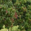 Litchi (Hybrid)