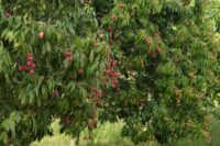 Chinese Lychee (Litchi sinensis) still on the tree. Lychee nuts. Leechee. Litchi (Hybrid)