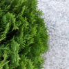 Thuja Compacta