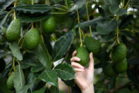 Avocado