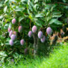 Mango (Alphonso)