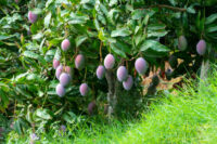 Mango (Alphonso)