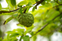 Custard Apple (Sitaphal)