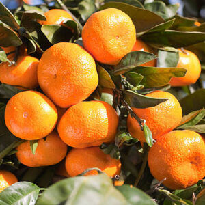 Orange (Nagpur)