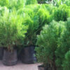 Thuja Compacta