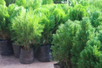 Thuja Compacta