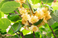 Kiwi (Hardy)