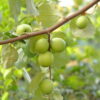 Apple Ber