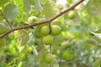 Apple Ber
