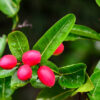 Karonda (Natal Plum)