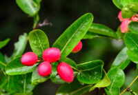 Karonda (Natal Plum)
