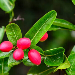 Karonda (Natal Plum)