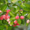 Karonda (Natal Plum)