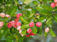 Karonda (Natal Plum)