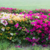 Bougainvillea Compacta