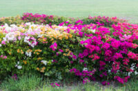 Bougainvillea Compacta