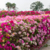Bougainvillea Compacta