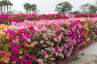 Bougainvillea Compacta
