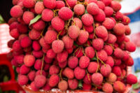 Ripe lychee fruits on a tree in the plantation. Lychee tree, Fresh lychee . Litchi (Hybrid)