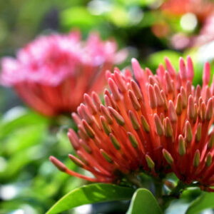 Ixora Dwarf