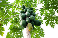 Papaya (Taiwan Red Lady)