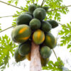 Papaya (Taiwan Red Lady)