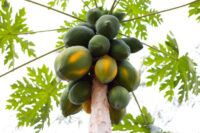 Papaya (Taiwan Red Lady)