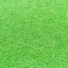 Korean Carpet Grass Sheet