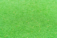 Korean Carpet Grass Sheet