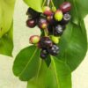 Jamun (Black Plum)