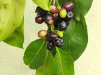 Jamun (Black Plum)