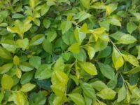 Duranta Gold