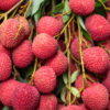 Litchi (Hybrid)