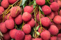Fresh lychees Litchi (Hybrid)