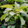 Kiwi (Hardy)