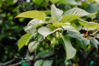 Kiwi (Hardy)
