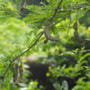 Tamarind (Imli)