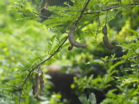 Tamarind (Imli)