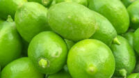 Lemon (Kagzi Nimboo)