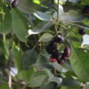 Jamun (Black Plum)