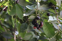 Jamun (Black Plum)