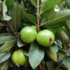Guava (Allahabadi)