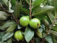 Guava (Allahabadi)