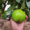 Guava (Allahabadi)