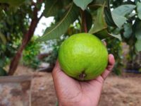 Guava (Allahabadi)