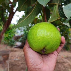Guava (Allahabadi)