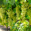 Grapes (Seedless)
