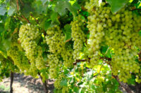 Grapes (Seedless)