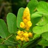 Cassia Alata