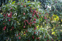 The orchard is full of lychees Litchi (Hybrid)